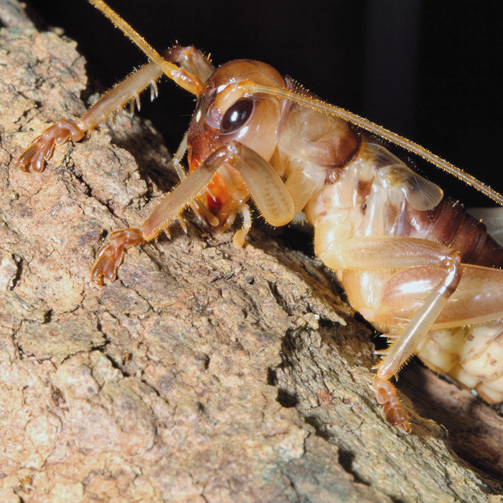 Control de insectos profesional en ganadería
