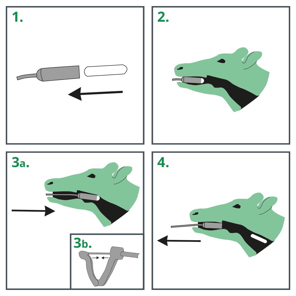 cattle rumen magnet applicator instructions