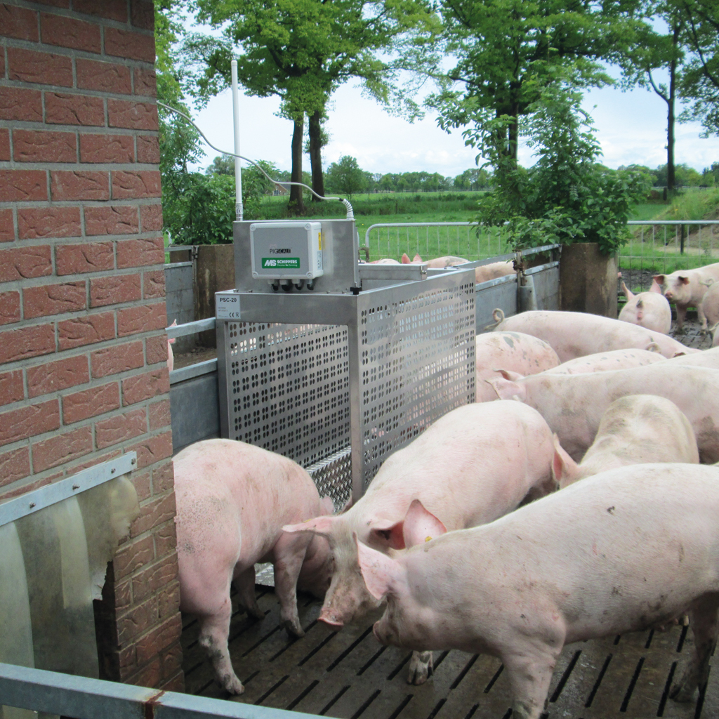 automatic walk-through pig scale side view